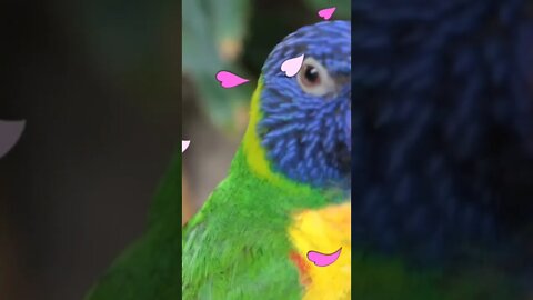 Parrot video,#shorts,#parrot,#birdlovers,#animal,#parrottalking,#parrotlover,#parrotlife