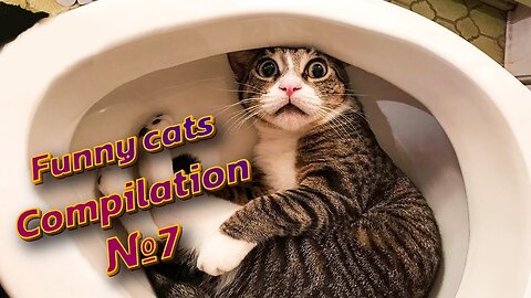 😻😹 LOLcats: Watch these hilarious kitties in action! | Funny cats compilation №7