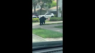 Bears on the loose in Collier County