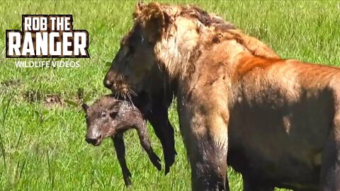 Lions Dig Out A Baby Warthog | Maasai Mara Safari | Zebra Plains
