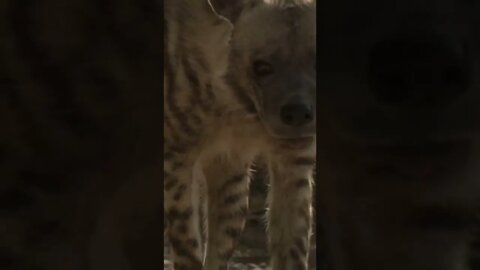 The Truth About Striped Hyena! 🤔 #shorts #travel #safari