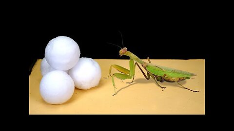 WHAT HAPPENS IF THE MANTIS SEES SNOW_ THE FIRST MANTIS IN THE WORLD - IN THE SNOW!