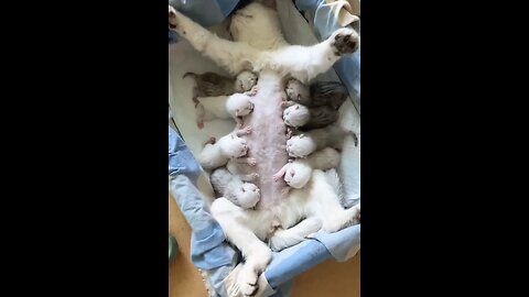 So Cute video 😍😍😍Cats & Kittens🥰🥰🥰 Please Follow Me