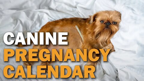 Canine Pregnancy Calendar | CKC's Talkin' Dogs List Show
