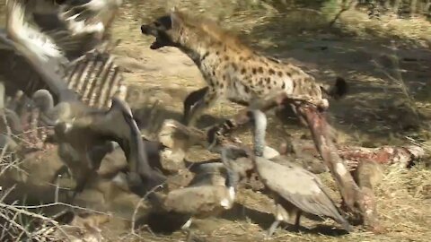 Hyenas adamantly chase vultures away in hopeless attempts to protect their food