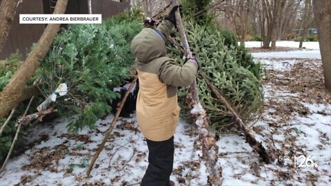 How the Heckrodt Nature Center repurposes Christmas trees for education