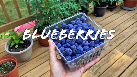 FOODIE || Farm-To-Table: Blueberries (2023)