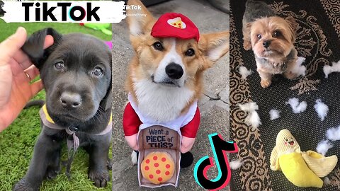 TikToks That Make You Go AAWWW ~ Funny Dogs of TIK TOK ~ Try Not to Laugh