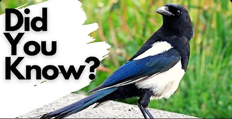 Things you need to know about MAGPIES!
