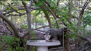 Opossum in the daytime