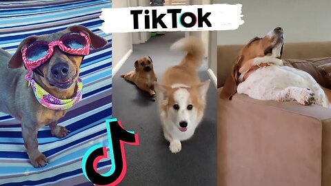 Funny Dogs of TikTok Compilation 2023 - Dogs Doing Funny Things on TIKTOK