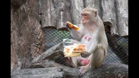 Cute baby monkey eating bread 🐵