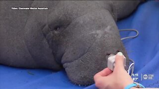 Clearwater Marine Aquarium transforming Winter's old home to rehab manatees