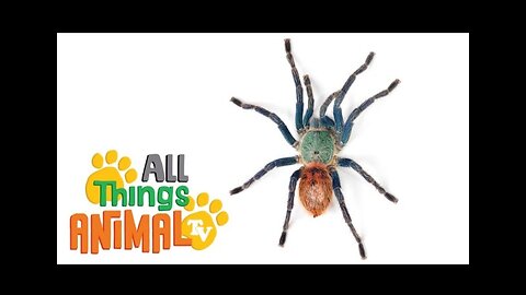 SPIDER Animals For Kids All Things Animal TV