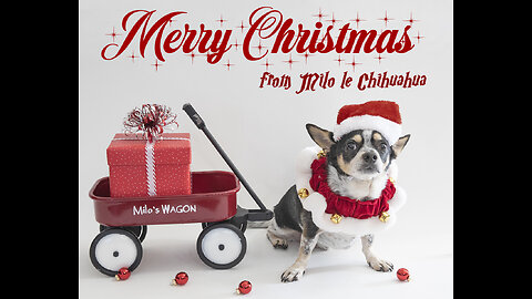 Merry Christmas from Milo le Chihuahua