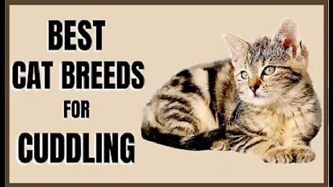 Best Cat Breeds for Cuddling
