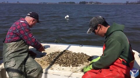 Water Cleaning Capacity of Oysters Could Mean Extra Income for Chesapeake Bay Growers