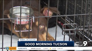 Tucson animal rescue looking in other states for fosters, adopters