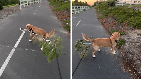 Golden Retriever Insist on Carrying an Entire Branch on Walk