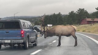 Bull elk attacks truck in Estes Park