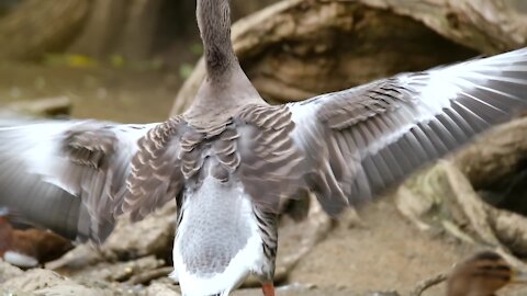 Goose Greylag Goose Water Bird Wing Beat Bird