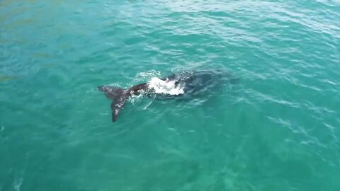 OCEAN & NATURE Drone footage 4KAerial footage Cinematic l 1080p