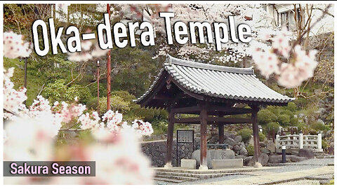 Oka-dera Temple in Spring | Hanami | Sakura | Cherry Blossom Viewing