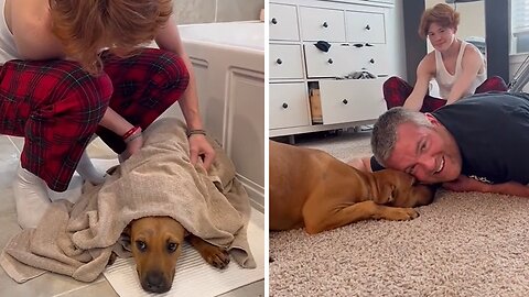 Amazing family adopts stray dog in emotional video