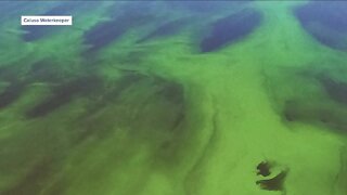 Blue-green algae blooming on Lake Okeechobee