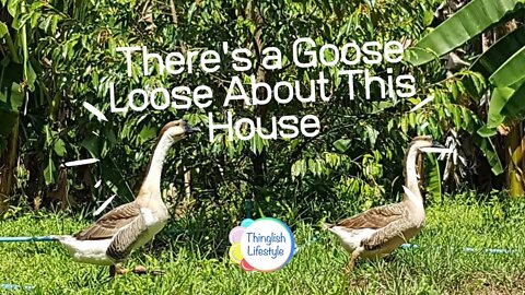 There's a Goose Loose About this House