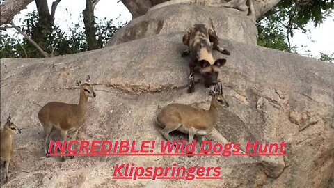 INCREDIBLE! Wild Dogs Hunt Klipspringers
