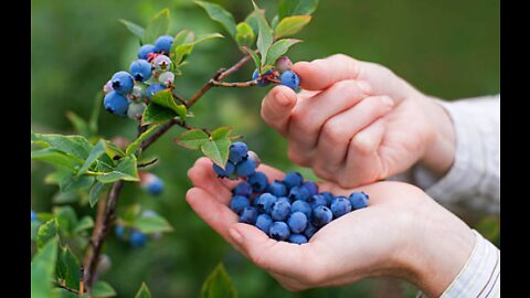 Start Your Own Blueberry Bush In 10 Minutes, Everything You Need To Know #BlueberryBush