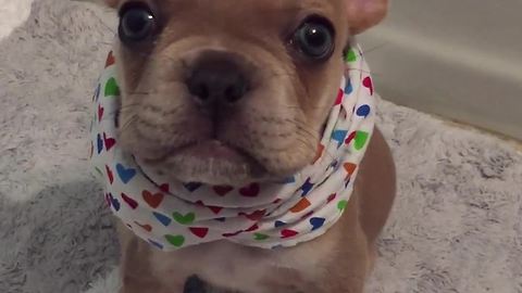 French Bulldog puppy repeatedly says "I love you"