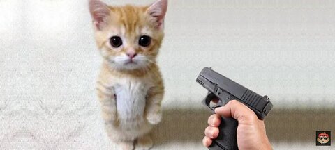 Funny cat😸 vs Gun 🔫| funny animals playing dead on finger shot complications|| Animal funny clips