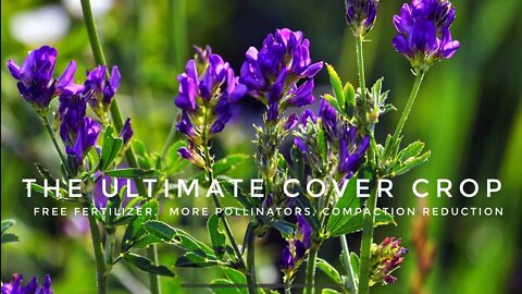 THE BEST COVER CROP FOR COLD CLIMATE GARDENS. USING ALFALFA AS A COVER CROP IN THE GARDEN.