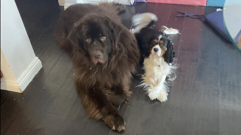 Clumsy Newfie steps on dignified “King Charles” brother