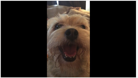 Puppy is a huge fan of her owner's singing skills