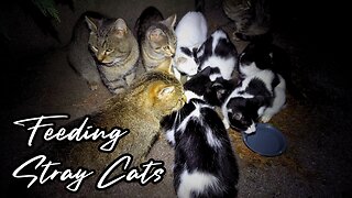 9 Adorable Stray Cats and Kittens Eating Dry Food - Feeding Stray Cats