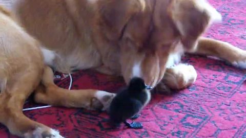 Fearless ducking plays with duck tolling retriever