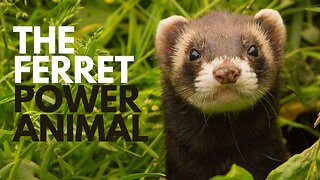 The Ferret Power Animal