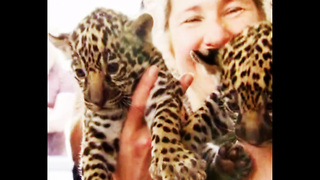 Tiny Jaguar Triplets