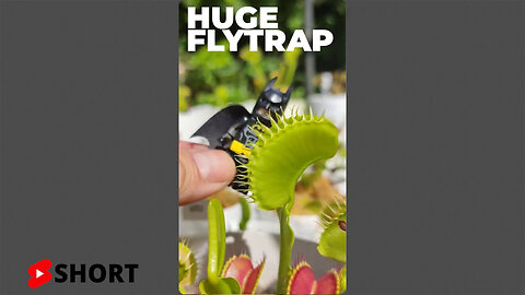 Huge Venus Flytrap Growing - Monstrous Plants! #Short
