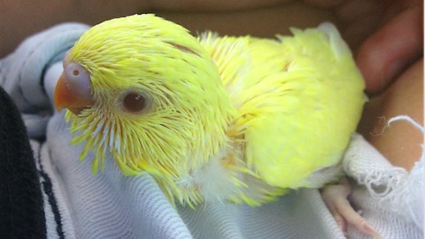 Parakeet thoroughly enjoys head scratches