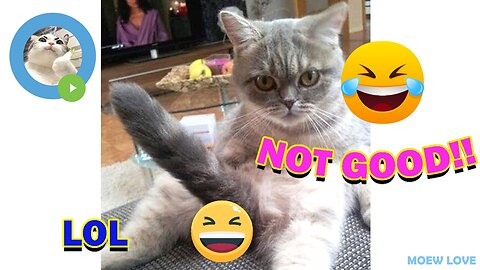 Too Funny To Miss : A Compilation Of The Best Cat Videos!
