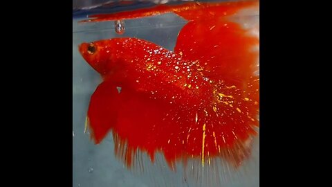 Bettafish Halfmoon Red Galaxy