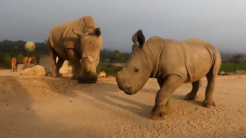 Zoológico Virtual: Som Rinoceronte / Rhino sound