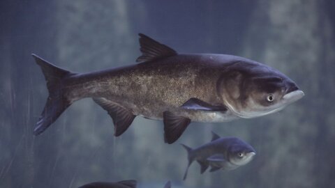 Illinois Announces New Name For Asian Carp, An Invasive Fish Species