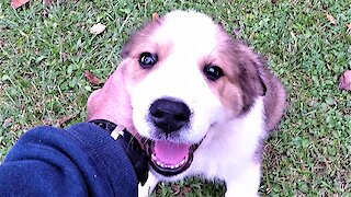 This adorable puppy loves nothing more than a chin scratch