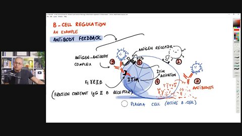 Chronic Inflammation - Immune System Regulation (Lecture 3)