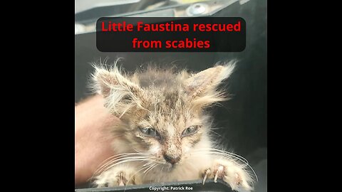 Faustina the 2 month old female kitten dumped and rescued a week after her brother.
